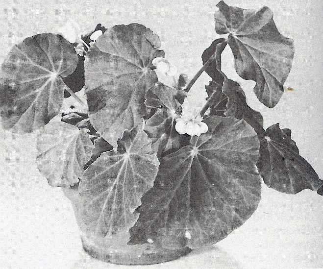 B. ‘Alva Graham’